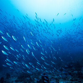 Fish swimming freely in ocean